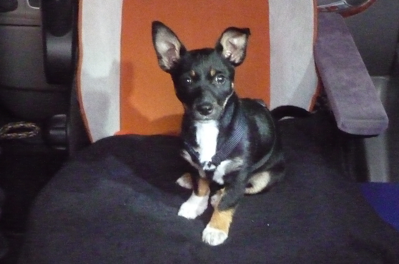 Der Beifahrer- oder Fahrersitz, das war von Anfang an Bellas Lieblingsplatz im Reisemobil.