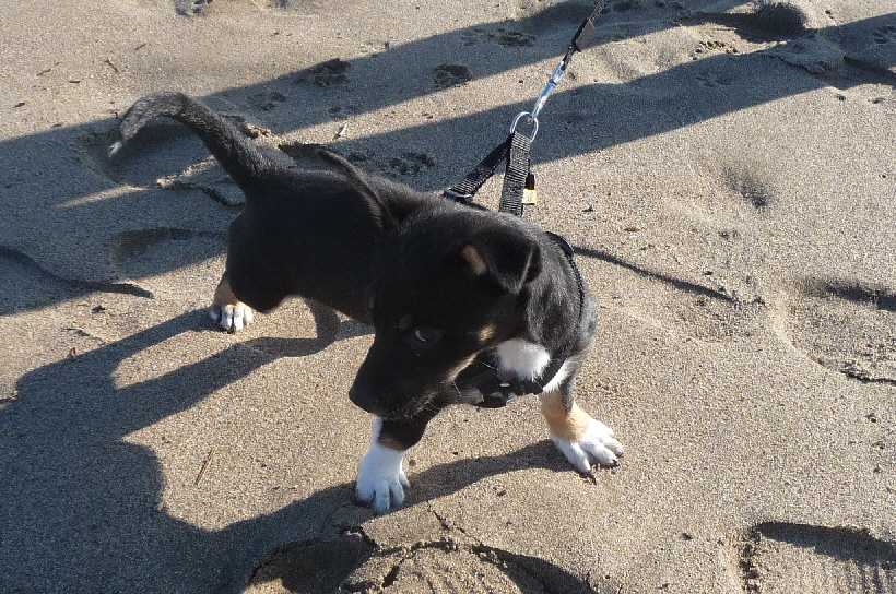 Aber auch an der Leine mit Herrchen oder Frauchen,...