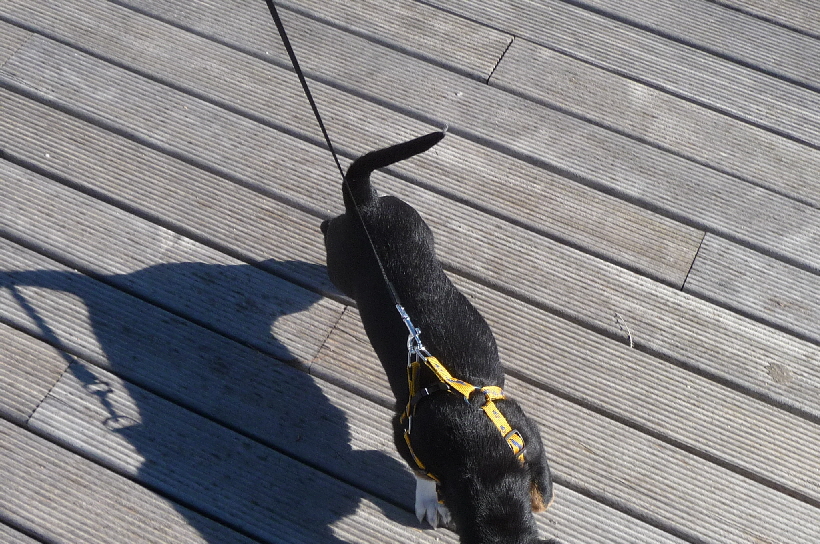 Bella auf dem Paseo in Isla Plana.