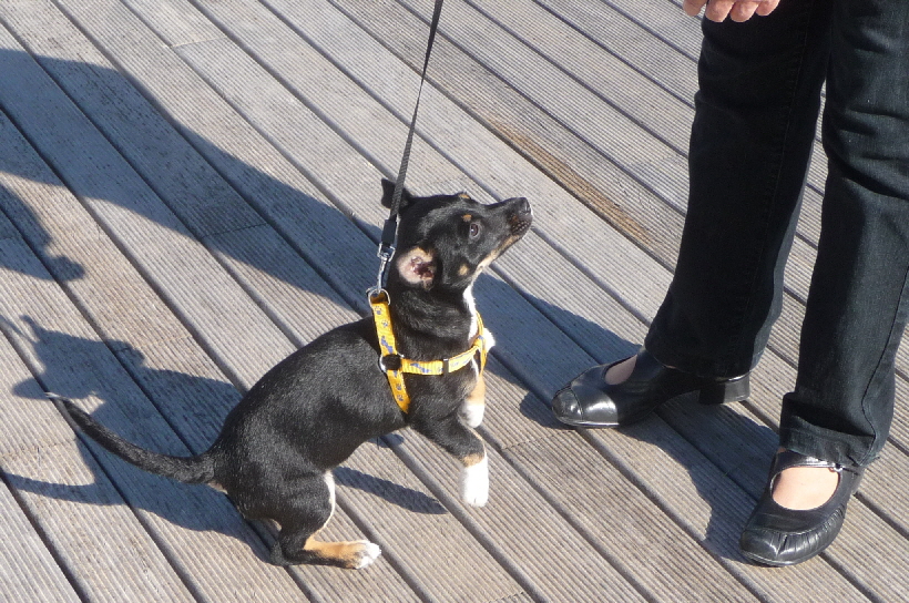 Bella auf dem Paseo in Isla Plana.