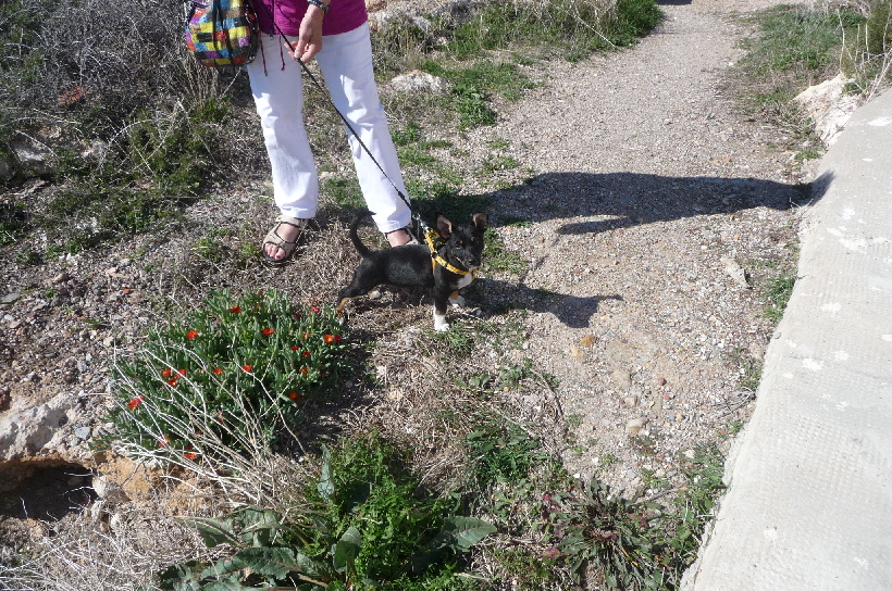 Immer noch in Isla Plana