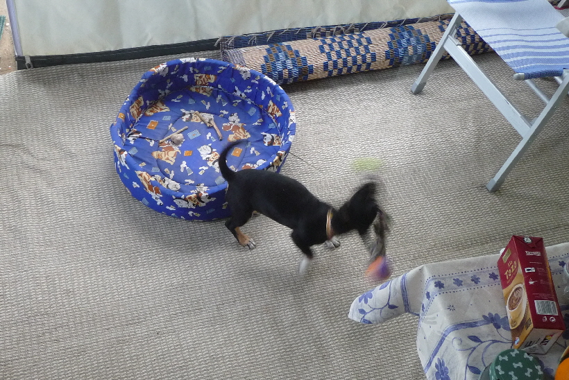 Bella behandelt ihr Spielzeug schon sehr heftig 