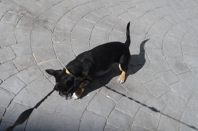 Bella hat ein neues Spielzeug bekommen,...