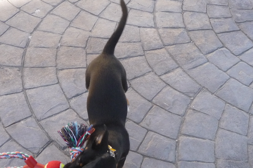 Welches Spielzeug ist denn besser?