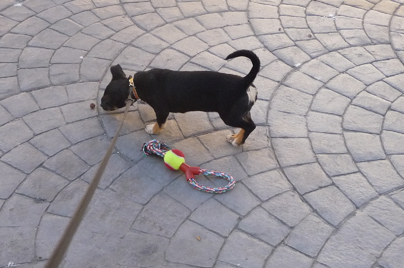 Oder ist gar ein kleiner Pinienzapfen besser?