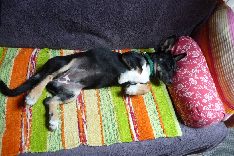 Das ist tagsber Bellas Platz im Reisemobil...