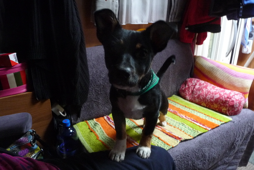 ...von dort kommt sie schnell auf Frauchens Scho.