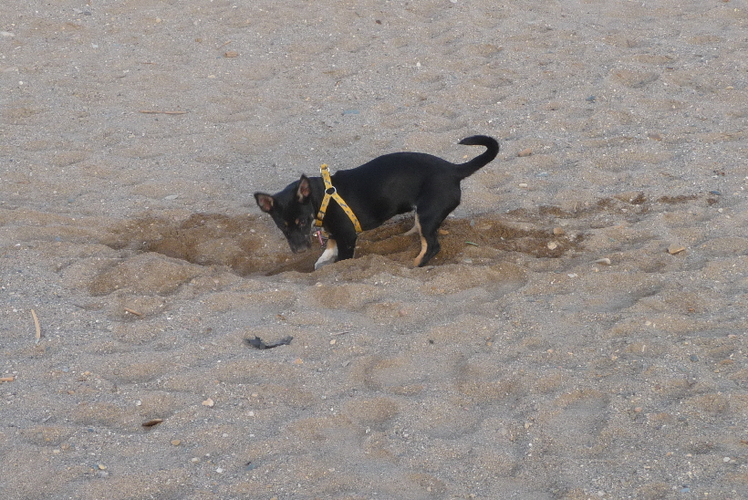 ...und die schnen Lcher, die man dort buddeln kann...