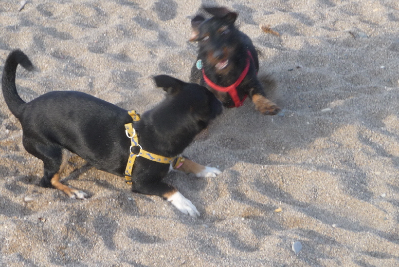 ...Wenn  dann auch noch Maxi kommt,...