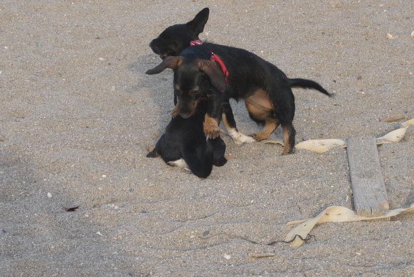 ...dann ist das Hundeleben einfach schn.
