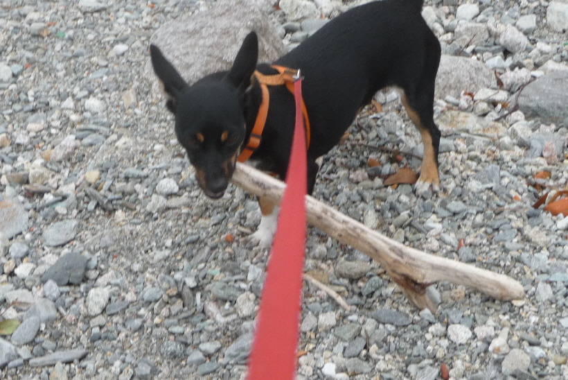 Bella hat am Lago Maggiore ein Stckchen gefunden.