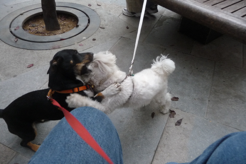 ...vor allem wenn man so wie hier in Blanes, einen tollen Spielpartner gefunden hat...