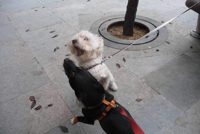 Nach der langen Zeit des schlechten Wetters in Italien, macht das Spielen mit anderen Hunden, besonders viel Spa...