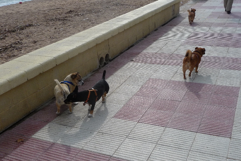 Eigendlich herrscht hier Hundeverbot, aber im Winter wird das hier nicht so eng gesehen.