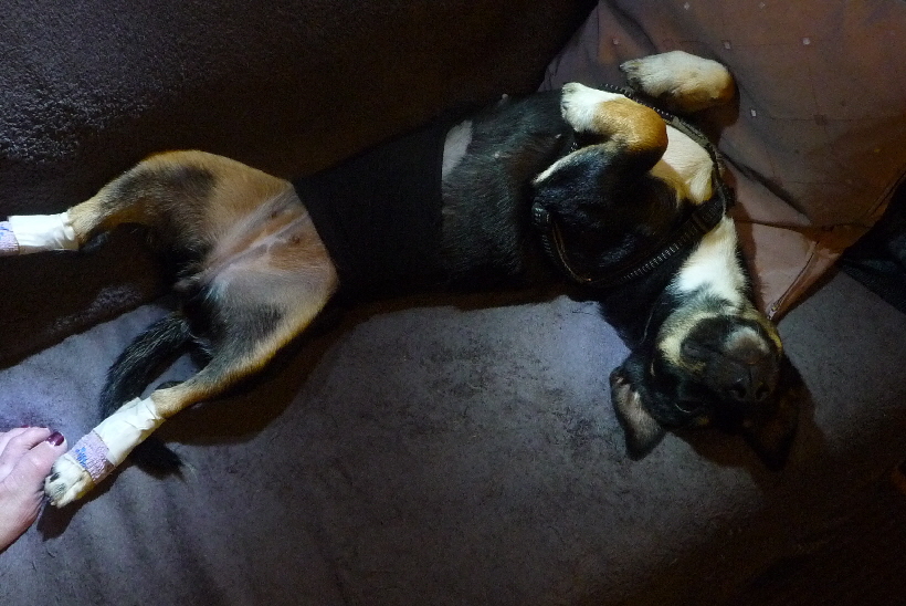 Gleich nach unserer Ankunft im November in Mazarrn, wurde Bella kastriert und musste lnger auf Ihrer Couch im Reisemobil bleiben.