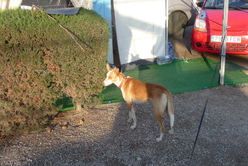 Immer wiederschaut dieser Podenco bei uns vorbei.