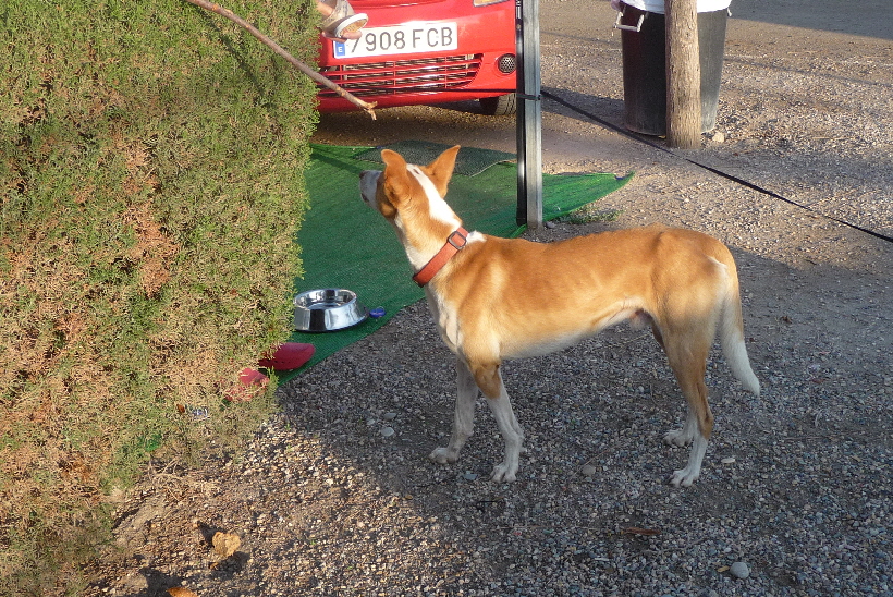 Dieser freilaufender Podenco Andaluz besuchte uns direkt bei unserer Ankunft auf dem Campingplatz  in Bolnuevo.