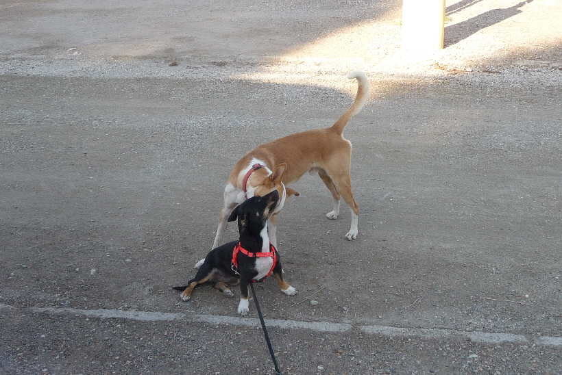 Podenco Carlos versteht sich sehr gut mit mit unserr Ratera Bella.