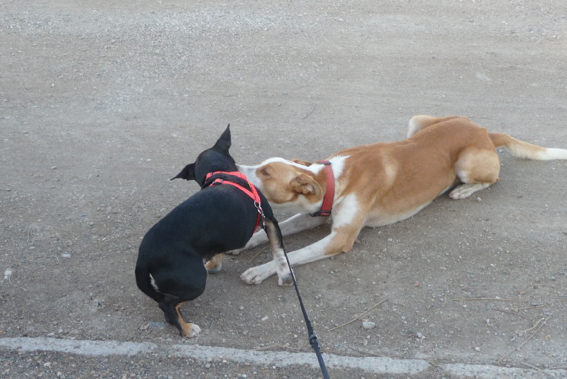 Bella und Carlos, dabei ist die kleine Bella aber immer die Chefin.