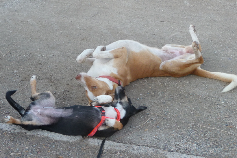 Bella animierte fast jeden Hund, sich wie Sie auf den Rcken zu legen, so auch Carlos wie wir diesen Podenco spter nannten.