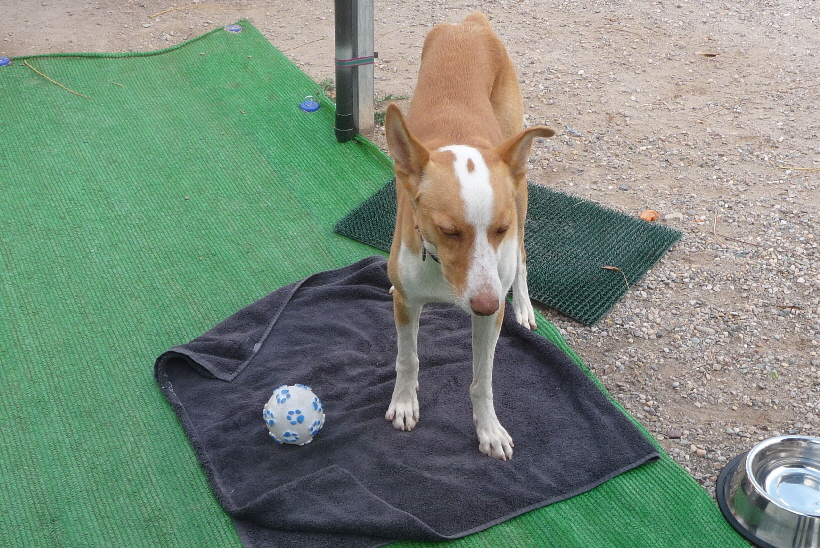 Podenco Carlos kommt mal wieder an unserer Parzellei.