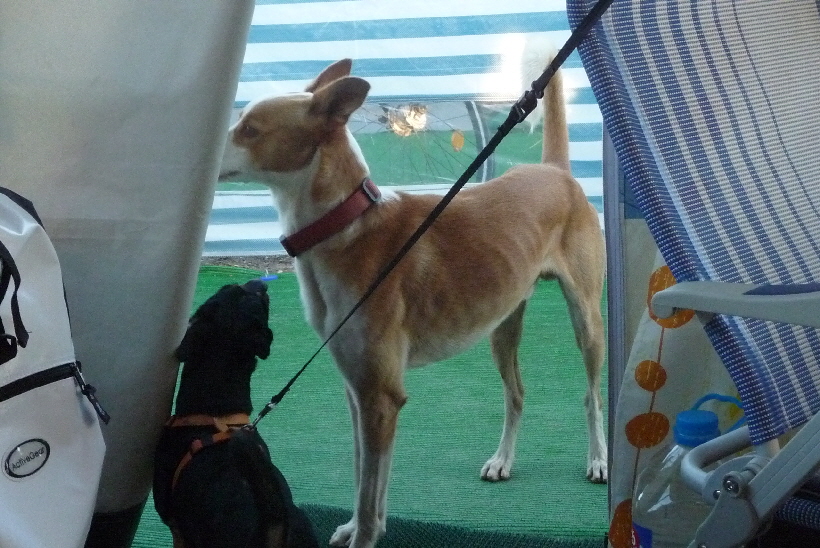 Podenco Carlos ist mal wieder bei uns und Bella freut sich,...