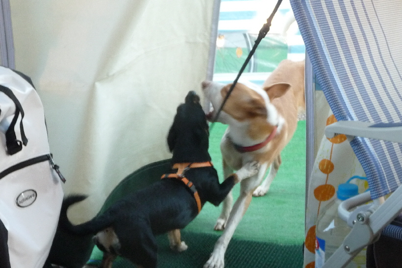 ...Noch traut sich Carlos aber nicht in unser Vorzelt