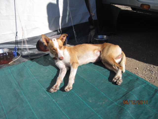 Podenco Carlos liegt tagsüber manchmal bei Gudrun am Vorzelt