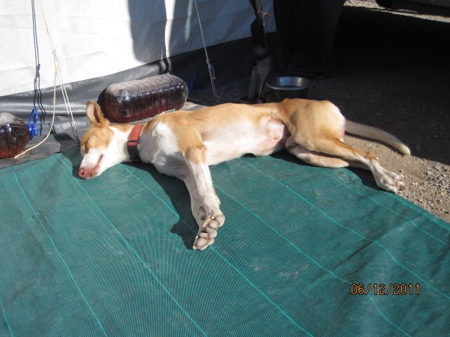 Podenco Carlos schläft tagsüber auch manchmal bei Gudrun am Vorzelt, wo er Nachts schläft ist unbekannt.
