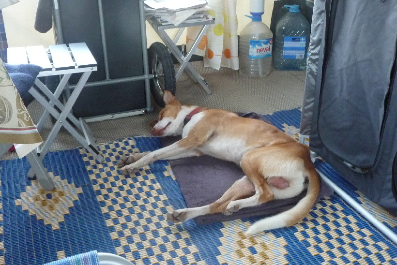 Nun schläft Podenco Carlos auch in unserem Vorzelt, aber auch nur Tagsüber.
