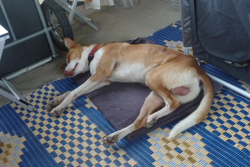 Carlos schläft gerade entspannt in unserem Vorzelt, Nachts schläft er leider irgendwo.