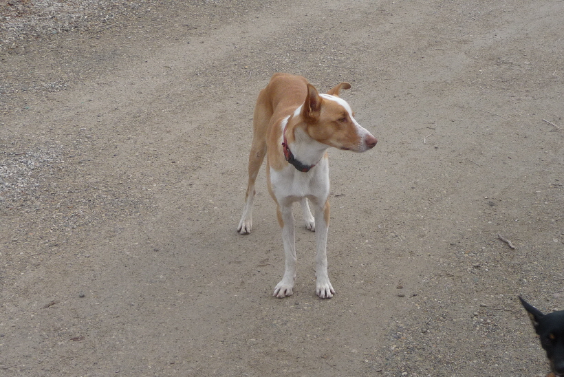 Bella ist die Erste, die merkt, wenn Carlos in der Nähe ist.