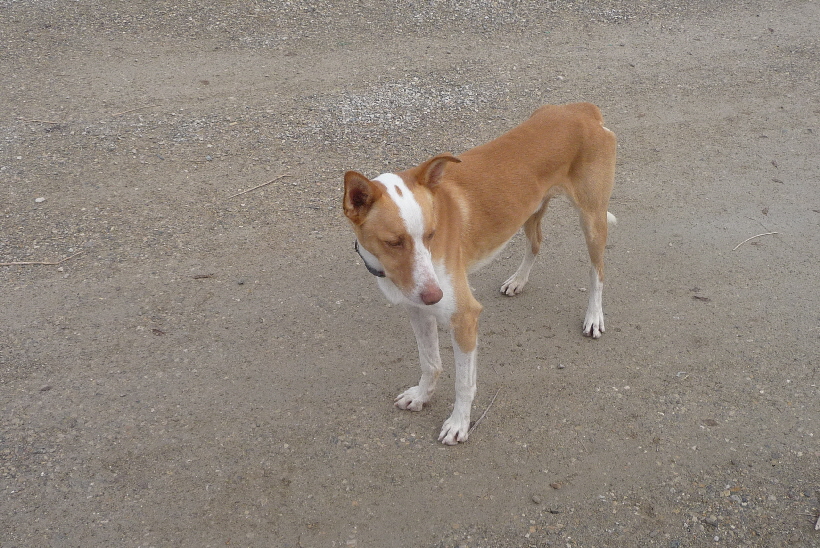 Podenco Carlos hält sich  immer häufiger in unserer Nähe auf.