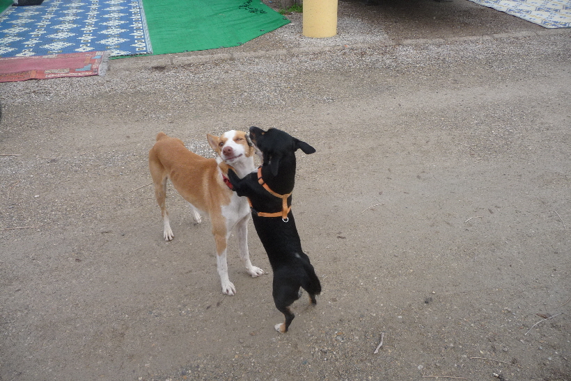 Bella freut sich sehr, wenn Carlos bei uns ist, hier zeigt sie es ihm.