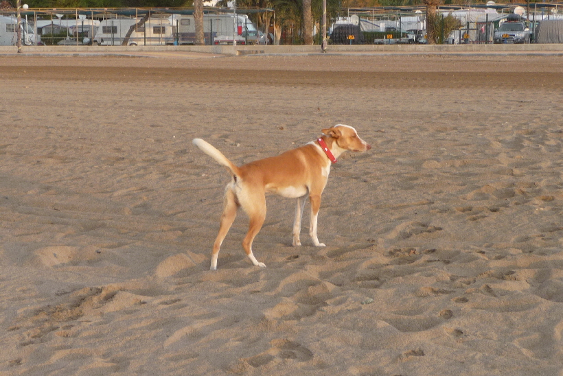 Den Strand besucht Carlos hufiger, er vertrgt sich super mit anderen Hunden...