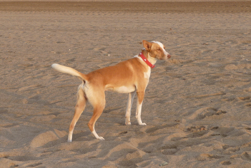 ...Hier kennt er viele Hunde, die er mag, aber er mag auch viele Menschen.