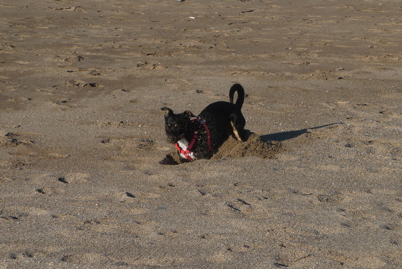 Bella ais Herrin aller Lcher...