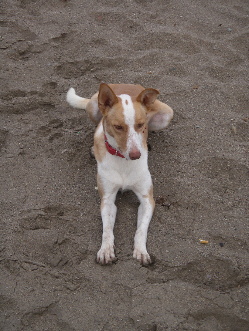 Foto: Udo aus Lübeck: Podenco Carlos, das Halsband hat er von mir.