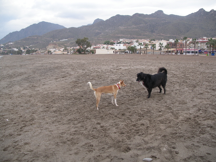 Foto: Udo aus Lübeck: Podenco Carlos mit Ronja. Carlos ist der einzige Hund, mit dem Ronja jemals gespielt hat.