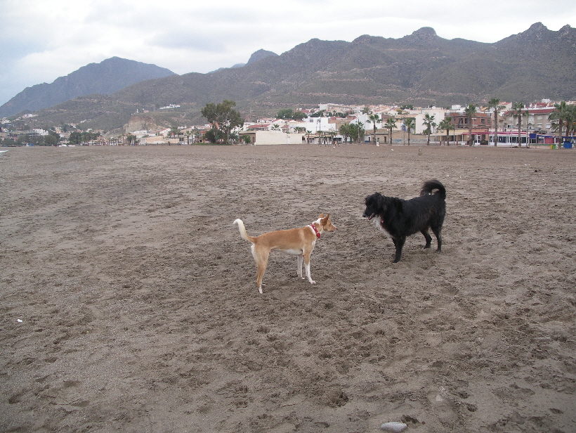 Foto: Udo aus Lbeck: Podenco Carlos mit Ronja.Carlos ist der einzige Hund, mit dem Ronja berhaupt spielt.