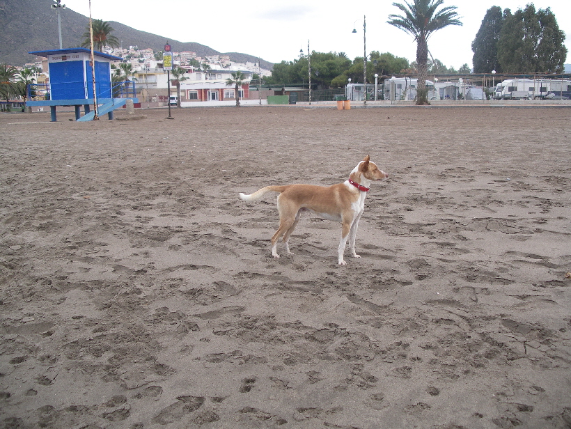 Foto: Udo aus Lübeck: Podenco Carlos am Strand.