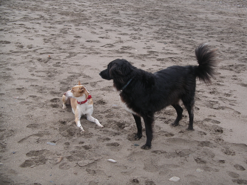 Foto: Udo aus Lübeck: Podenco Carlos mit Ronja, da scheint die kleine Bella zu kommen.