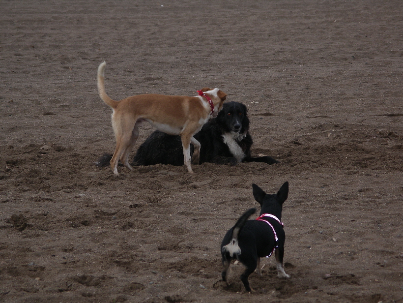 Foto: Udo aus Lübeck: Carlos spielt mit Ronja, Bella kommt hinzu.