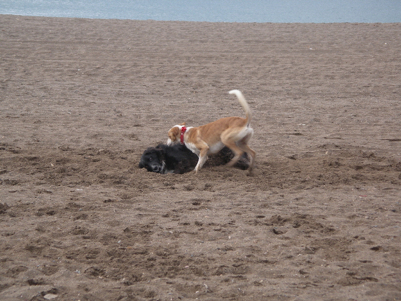 Foto: Udo aus Lübeck: Carlos mit Ronja, Ronja genießt das Spielen mit Carlos.