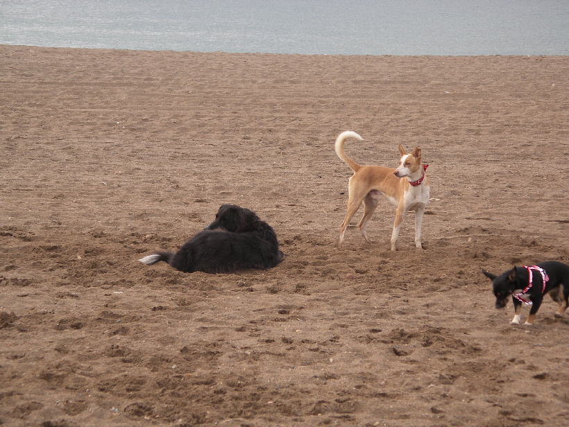 Foto: Udo aus Lübeck: Carlos mit Ronja und Bella, die Drei vertragen sich sehr gut.