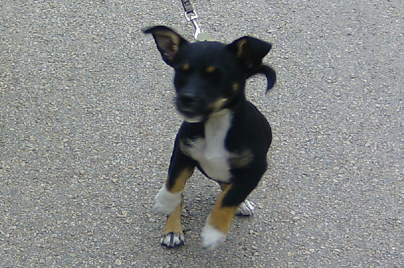 Die 3 Monate alte Bella bei der Familie Ritter in Orihela Costa, den Vorbesitzern.