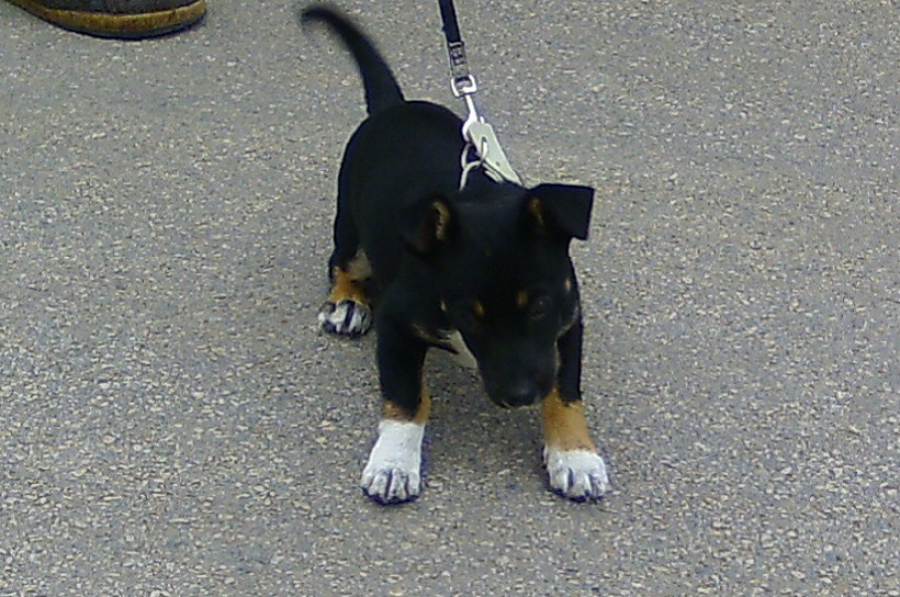 Dir ganz junge Bella bei der Familie Ritter in Orihela Costa.