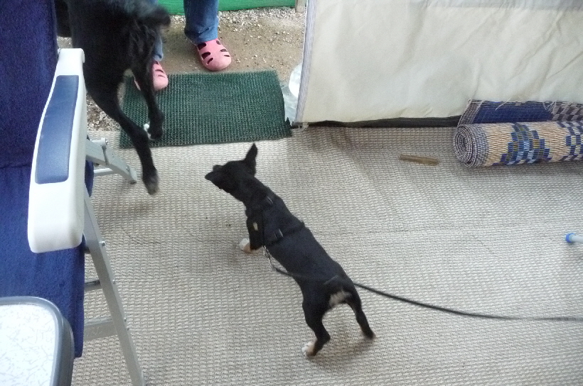 Die grosse Bella besucht die kleine Bella, beide waren von Anfang an befreundet.