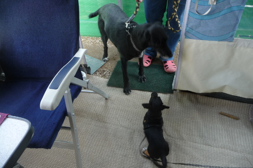 Die grosse Bella, war der erste Hund, den die kleine Bella mit uns kennengelernt hat.