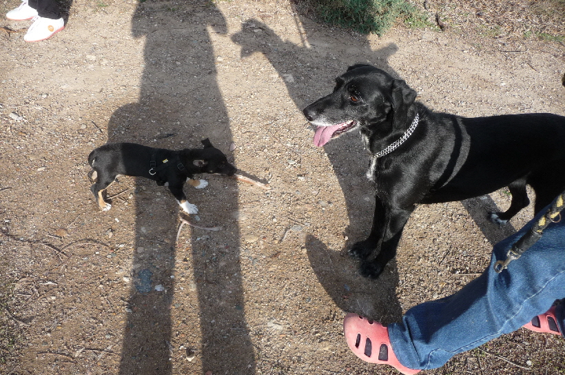 Die groe Bella war eine der wenigen Hunde, die Bella immer geliebt hat.